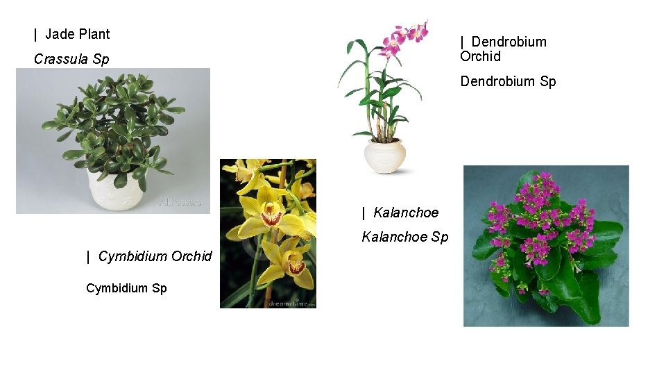 | Jade Plant | Dendrobium Orchid Crassula Sp Dendrobium Sp | Kalanchoe Sp |
