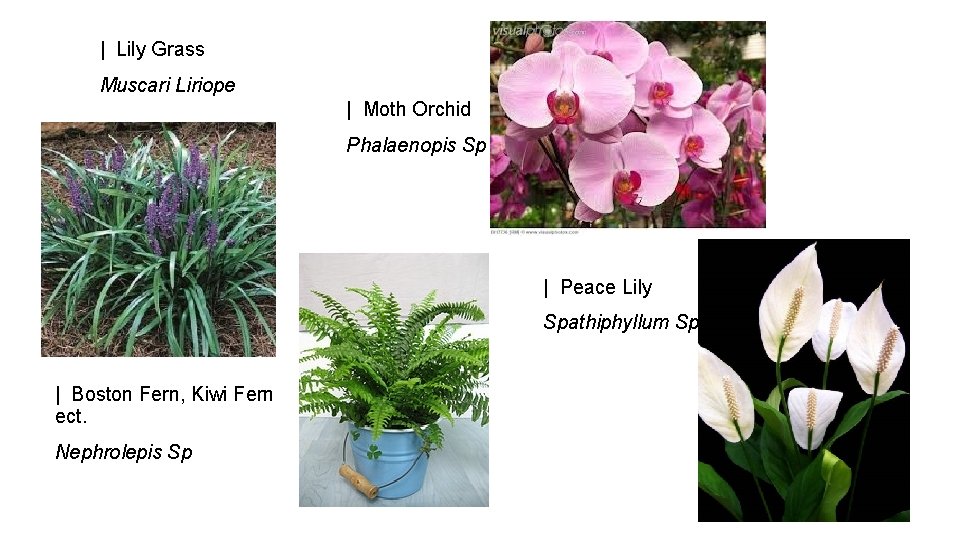 | Lily Grass Muscari Liriope | Moth Orchid Phalaenopis Sp | Peace Lily Spathiphyllum