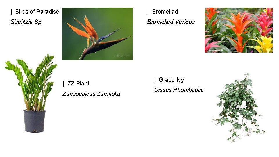 | Birds of Paradise | Bromeliad Strelitzia Sp Bromeliad Various | ZZ Plant Zamioculcus