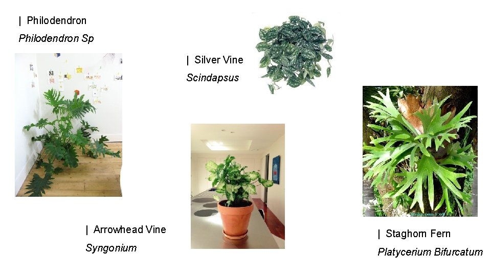 | Philodendron Sp | Silver Vine Scindapsus | Arrowhead Vine | Staghorn Fern Syngonium