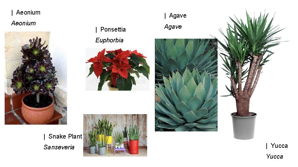 | Aeonium | Agave Aeonium | Ponsettia Agave Euphorbia | Snake Plant Sanseveria |