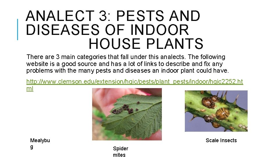 ANALECT 3: PESTS AND DISEASES OF INDOOR HOUSE PLANTS There are 3 main categories