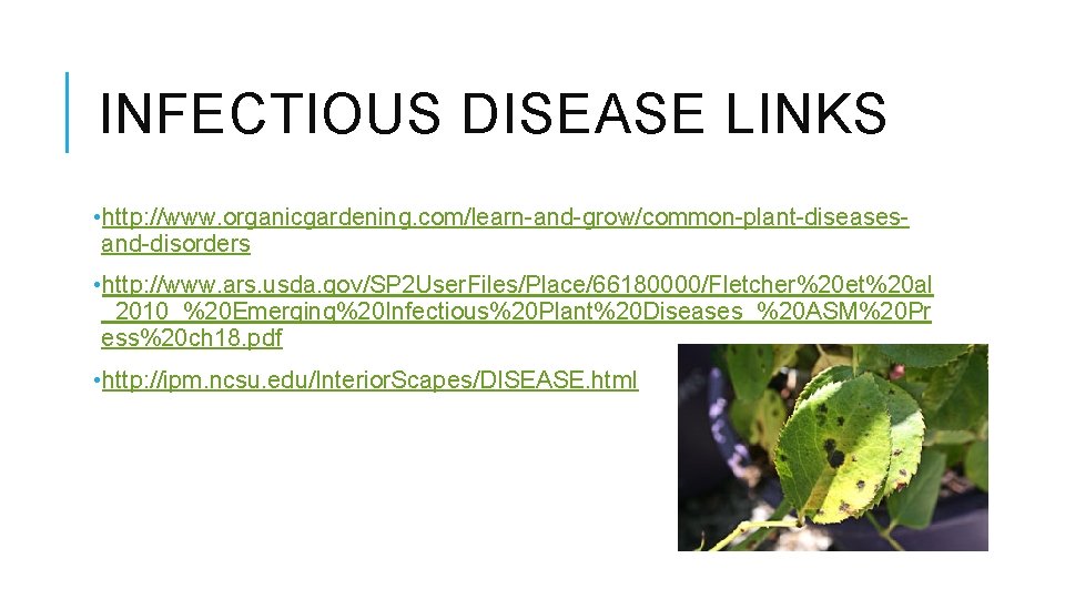 INFECTIOUS DISEASE LINKS • http: //www. organicgardening. com/learn-and-grow/common-plant-diseasesand-disorders • http: //www. ars. usda. gov/SP