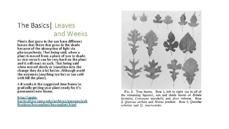The Basics| Leaves and Weeks Plants that grow in the sun have different leaves