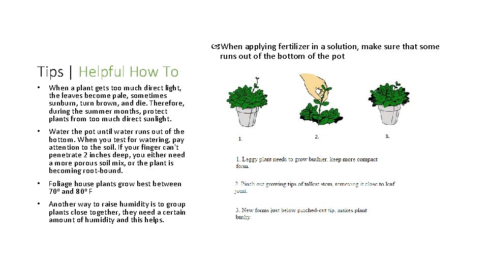 Tips | Helpful How To • When a plant gets too much direct light,