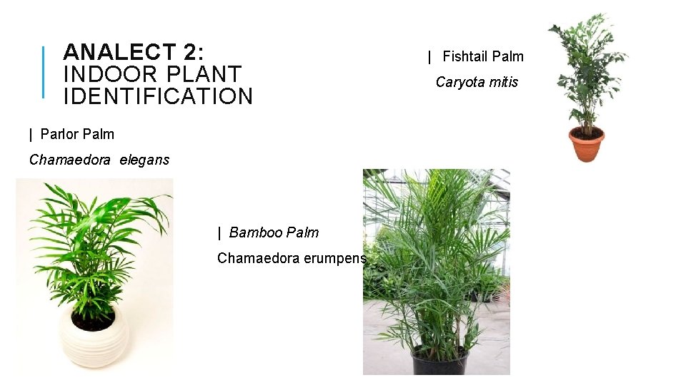 ANALECT 2: INDOOR PLANT IDENTIFICATION | Parlor Palm Chamaedora elegans | Bamboo Palm Chamaedora