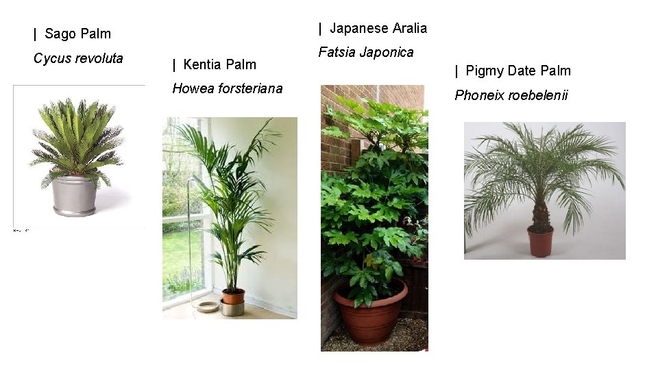 | Sago Palm | Japanese Aralia Cycus revoluta Fatsia Japonica | Kentia Palm Howea