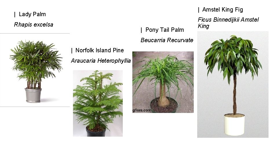 | Amstel King Fig | Lady Palm Rhapis excelsa | Pony Tail Palm Beucarria