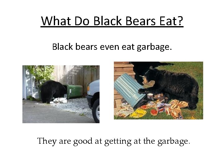 What Do Black Bears Eat? Black bears even eat garbage. They are good at