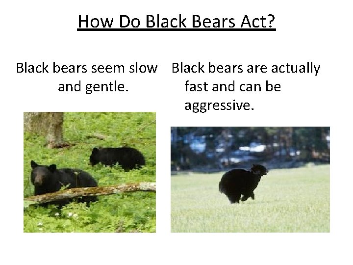 How Do Black Bears Act? Black bears seem slow Black bears are actually and