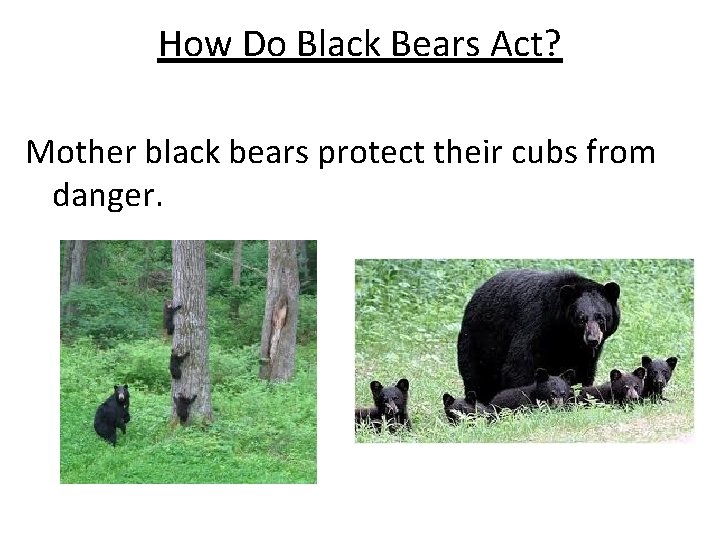 How Do Black Bears Act? Mother black bears protect their cubs from danger. 