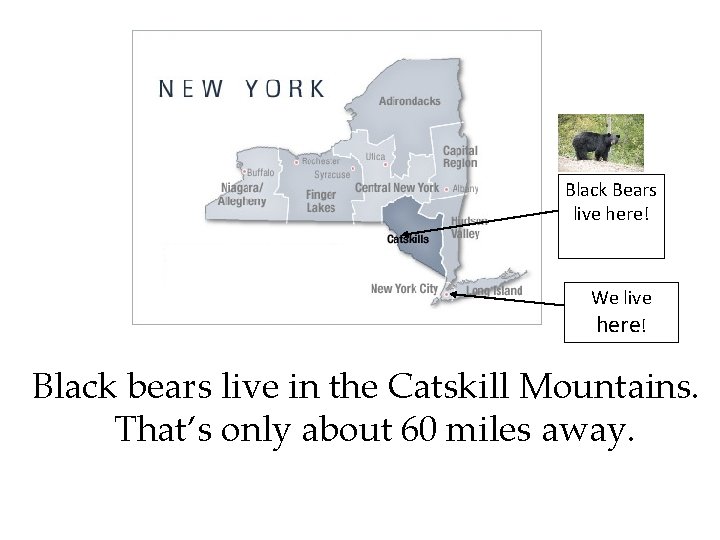 Black Bears live here! We live here! Black bears live in the Catskill Mountains.