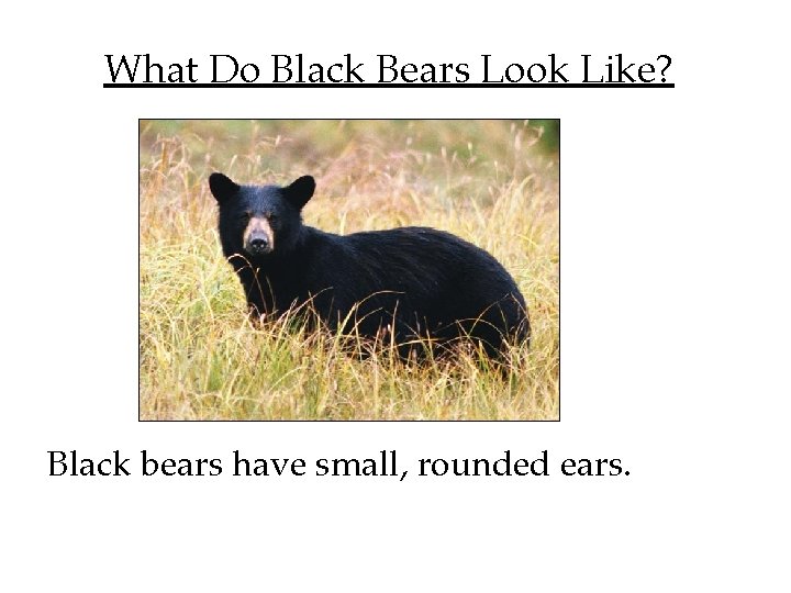 What Do Black Bears Look Like? Black bears have small, rounded ears. 