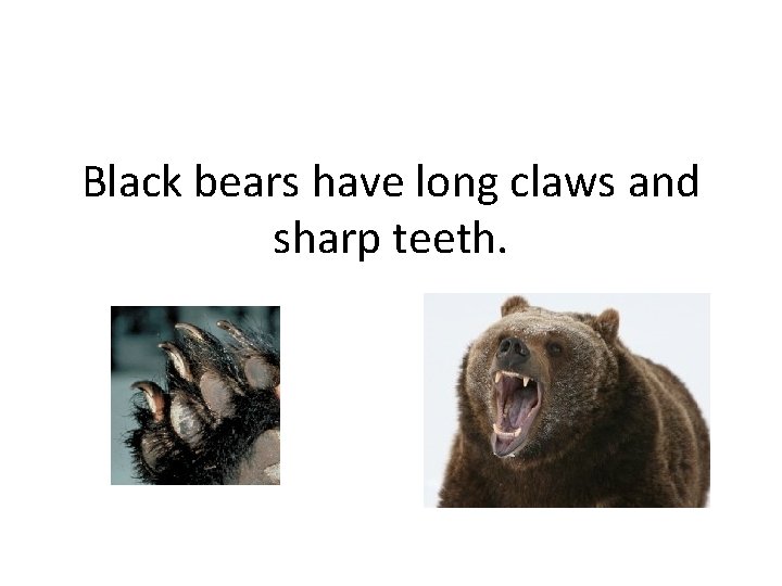 Black bears have long claws and sharp teeth. 