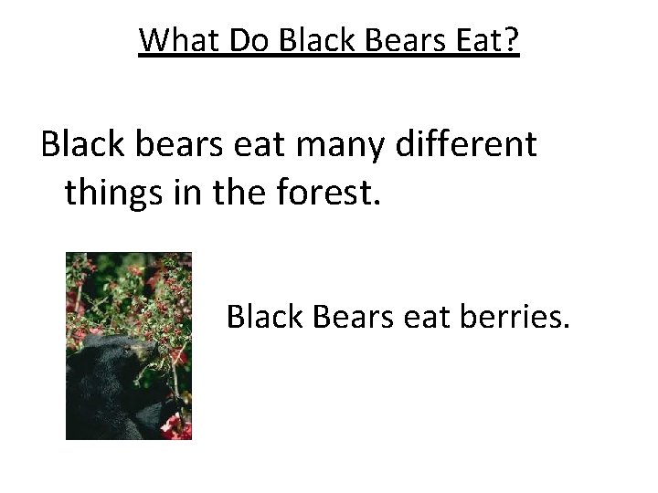 What Do Black Bears Eat? Black bears eat many different things in the forest.