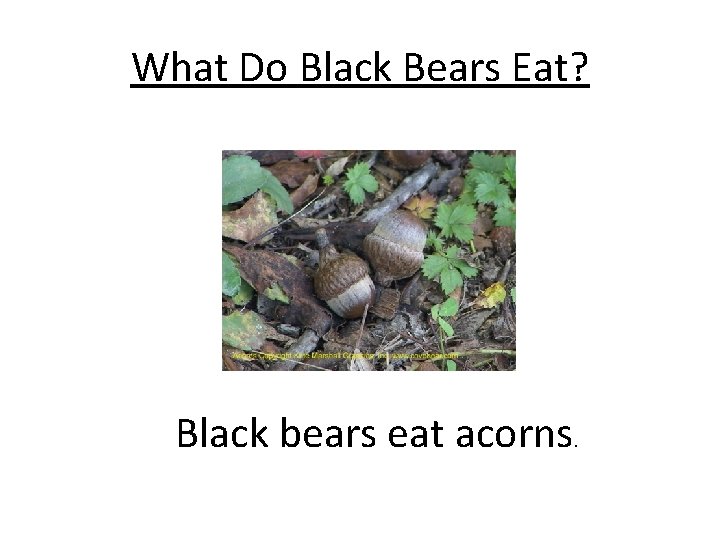 What Do Black Bears Eat? Black bears eat acorns. 