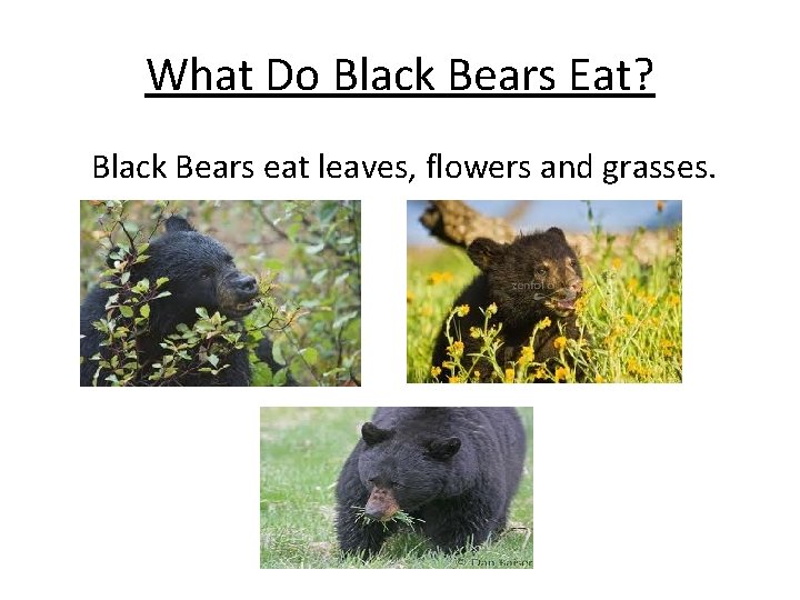 What Do Black Bears Eat? Black Bears eat leaves, flowers and grasses. 