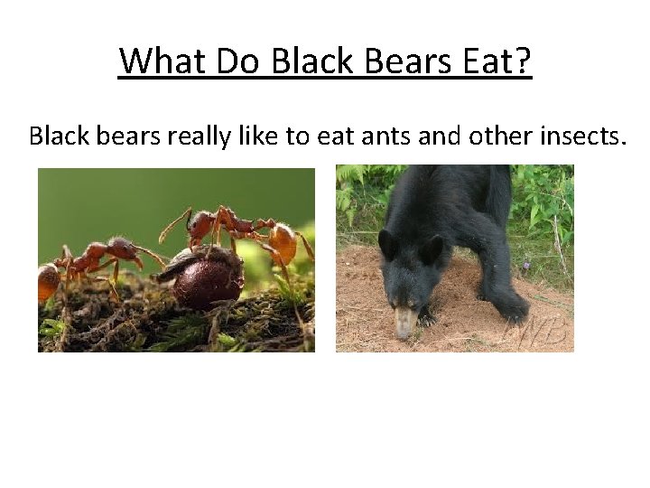 What Do Black Bears Eat? Black bears really like to eat ants and other