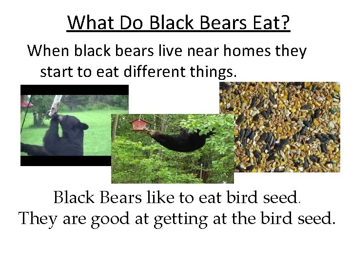 What Do Black Bears Eat? When black bears live near homes they start to