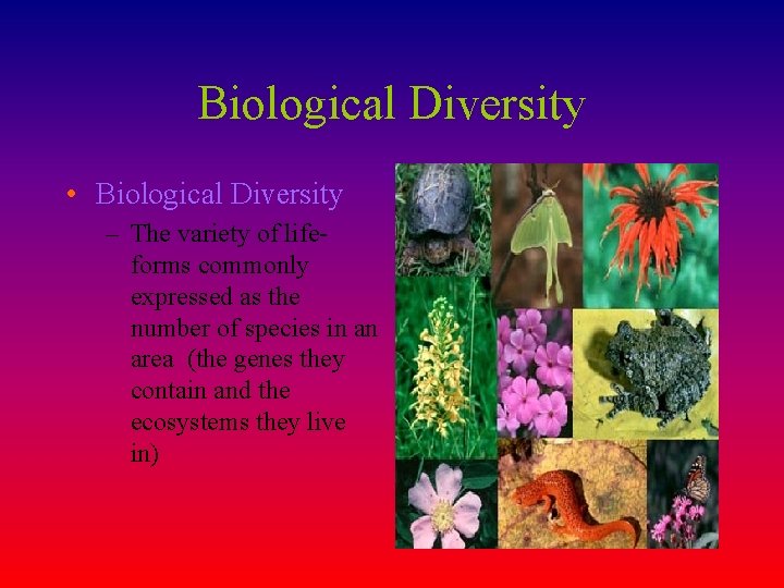 Biological Diversity • Biological Diversity – The variety of lifeforms commonly expressed as the