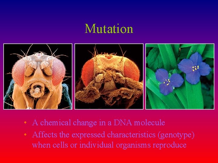 Mutation • A chemical change in a DNA molecule • Affects the expressed characteristics