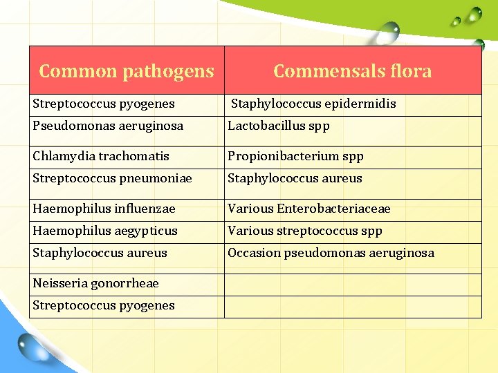 Common pathogens Commensals flora Streptococcus pyogenes Staphylococcus epidermidis Pseudomonas aeruginosa Lactobacillus spp Chlamydia trachomatis