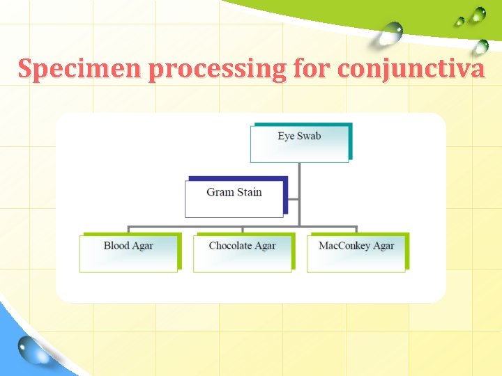 Specimen processing for conjunctiva 