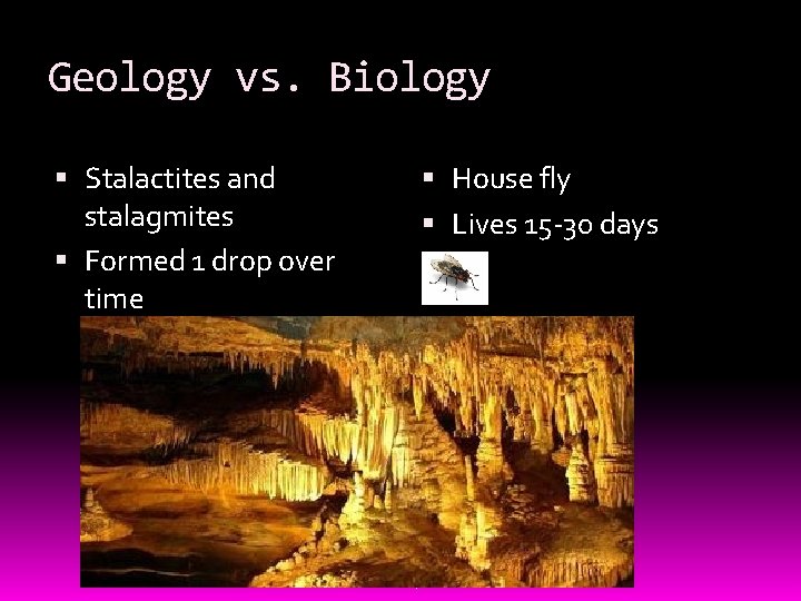 Geology vs. Biology Stalactites and stalagmites Formed 1 drop over time House fly Lives