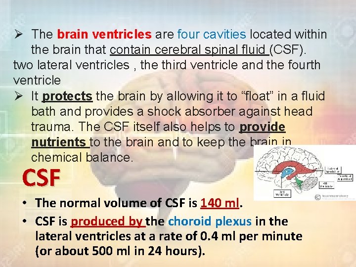 Ø The brain ventricles are four cavities located within the brain that contain cerebral
