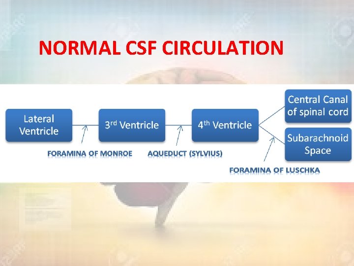 NORMAL CSF CIRCULATION 