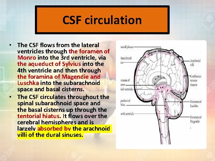 CSF circulation • The CSF flows from the lateral ventricles through the foramen of