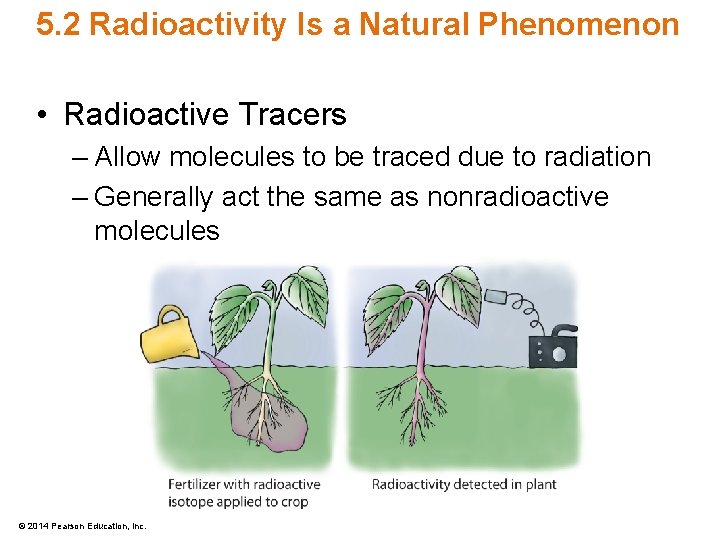 5. 2 Radioactivity Is a Natural Phenomenon • Radioactive Tracers – Allow molecules to