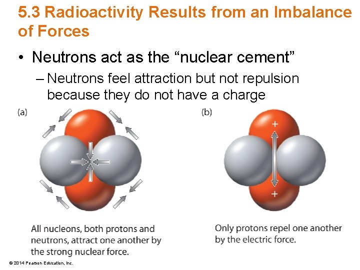 5. 3 Radioactivity Results from an Imbalance of Forces • Neutrons act as the