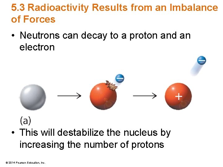 5. 3 Radioactivity Results from an Imbalance of Forces • Neutrons can decay to