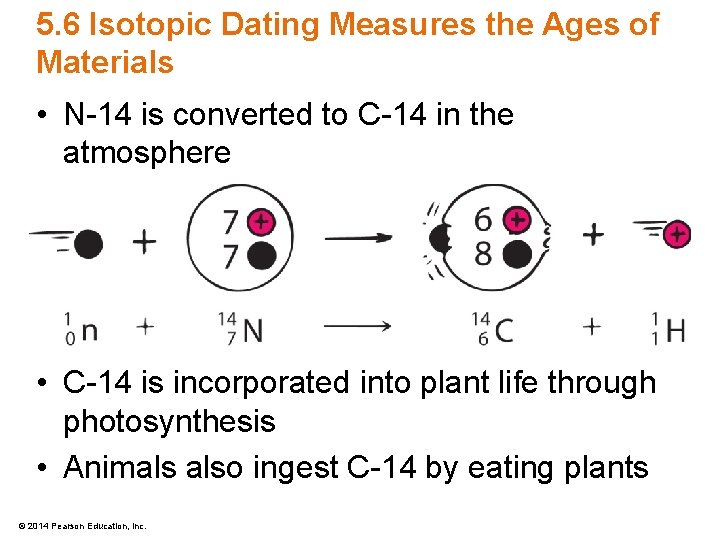 5. 6 Isotopic Dating Measures the Ages of Materials • N-14 is converted to