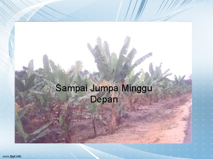 Sampai Jumpa Minggu Depan 