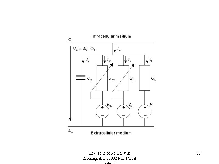 EE-515 Bioelectricity & Biomagnetism 2002 Fall Murat 13 