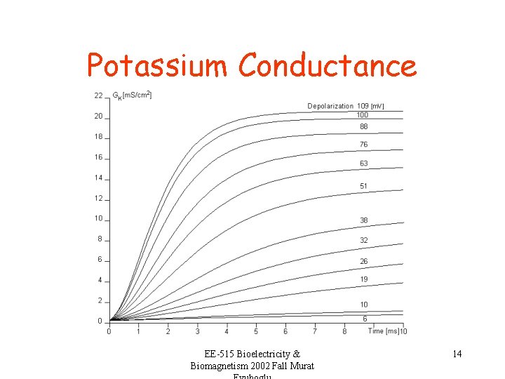 Potassium Conductance EE-515 Bioelectricity & Biomagnetism 2002 Fall Murat 14 