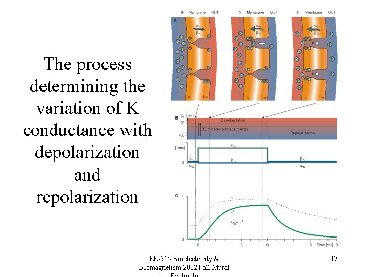 The process determining the variation of K conductance with depolarization and repolarization EE-515 Bioelectricity