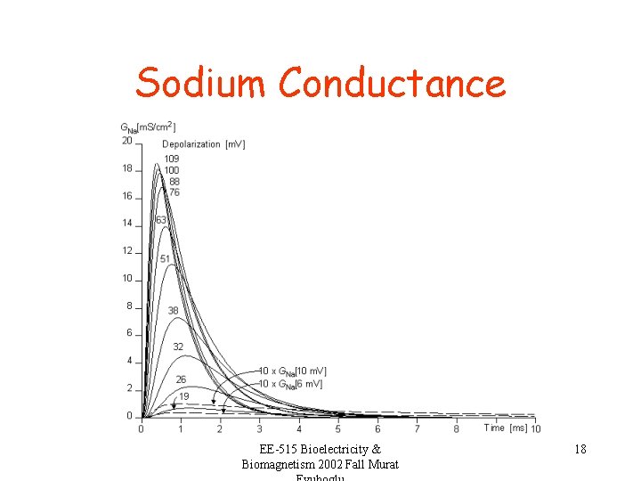 Sodium Conductance EE-515 Bioelectricity & Biomagnetism 2002 Fall Murat 18 
