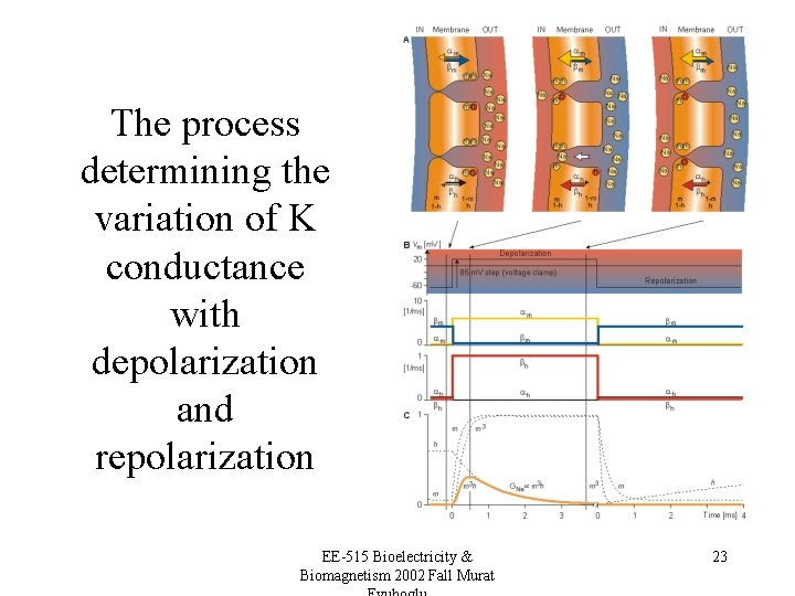 The process determining the variation of K conductance with depolarization and repolarization EE-515 Bioelectricity