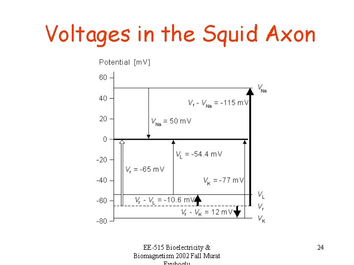 Voltages in the Squid Axon EE-515 Bioelectricity & Biomagnetism 2002 Fall Murat 24 
