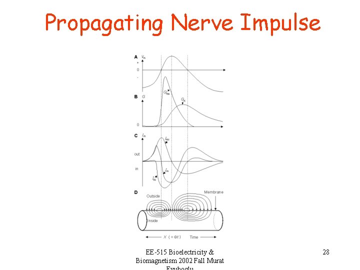 Propagating Nerve Impulse EE-515 Bioelectricity & Biomagnetism 2002 Fall Murat 28 
