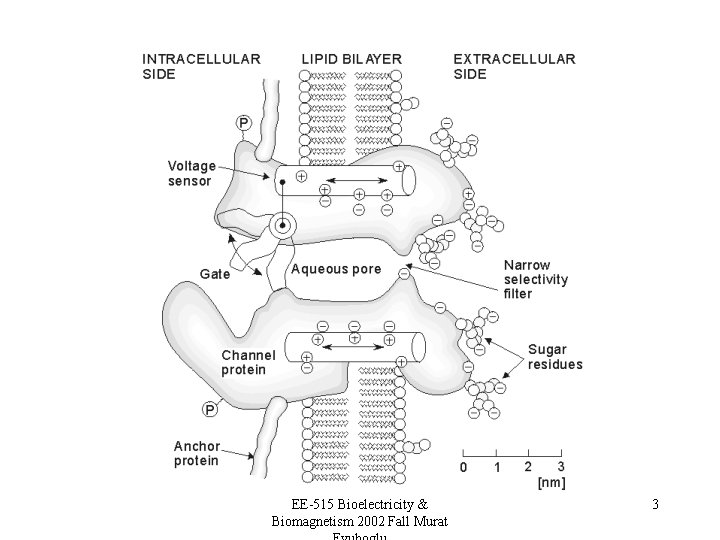 EE-515 Bioelectricity & Biomagnetism 2002 Fall Murat 3 