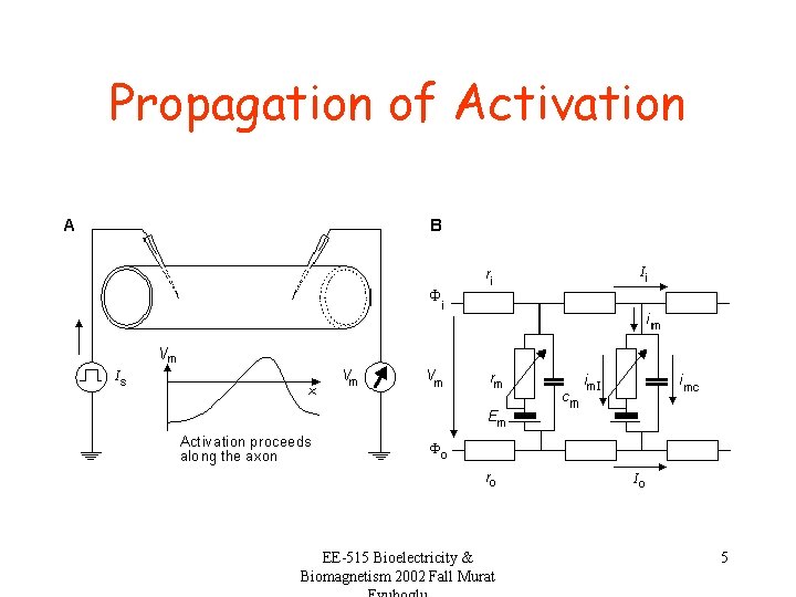Propagation of Activation EE-515 Bioelectricity & Biomagnetism 2002 Fall Murat 5 