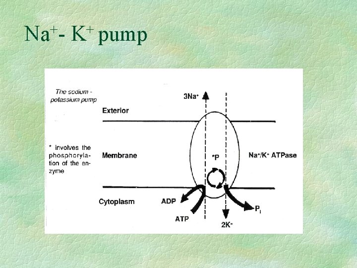 Membrane Potential Transduction of signals at the cellular