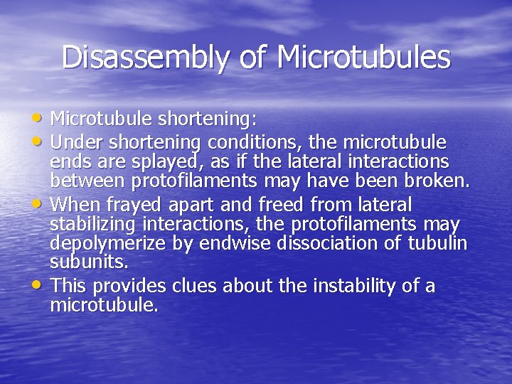 Disassembly of Microtubules • Microtubule shortening: • Under shortening conditions, the microtubule • •