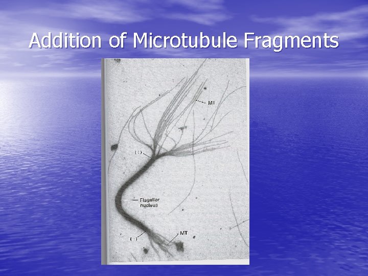Addition of Microtubule Fragments 