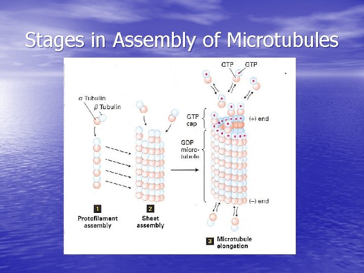 Stages in Assembly of Microtubules 