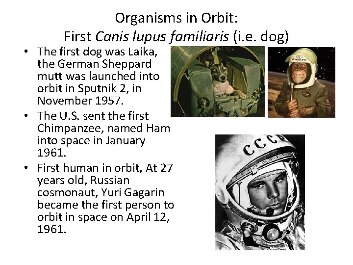 Organisms in Orbit: First Canis lupus familiaris (i. e. dog) • The first dog